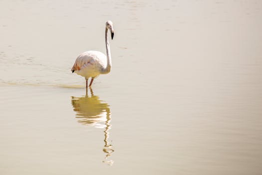 A serene flamingo reflects in the tranquil waters of Calpe, Spain, showcasing its elegance.