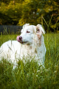 Charming white dog with tongue out in a grassy field, enjoying a sunny day in Alabama.